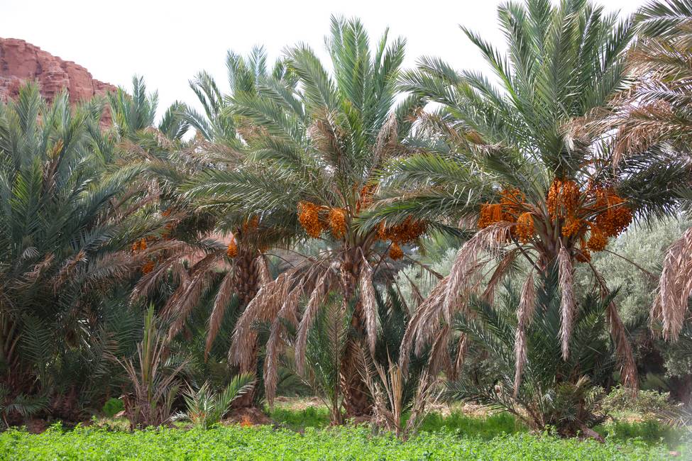 Palmiers dattiers de l'oasis du Ziz près d'Errachidia au Maroc