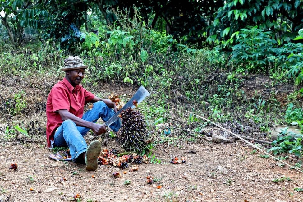 Togolais qui coupe les fruits d'un palmier pour faire de l'huile rouge