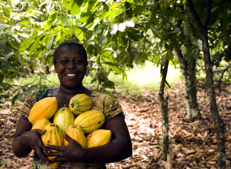 Fève de cacao au Togo